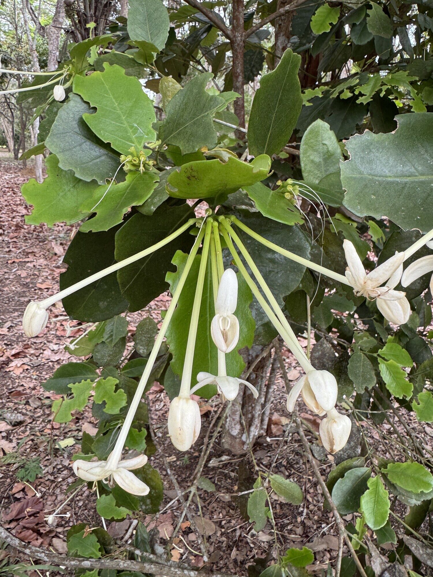 Posoqueria latifolia habit showing flowering branch with buds and open flowers