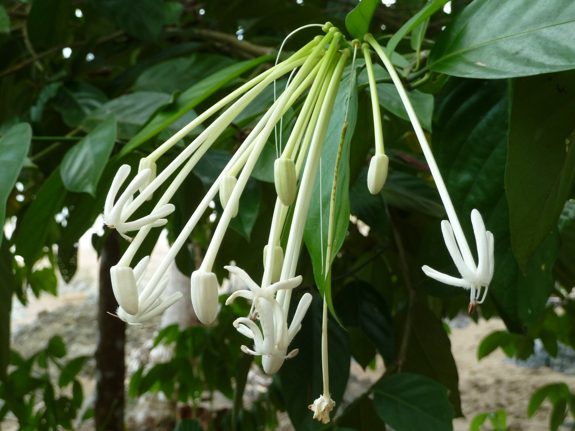Posoqueria latifolia inflorescence showing tubular flower buds and open flowers with reflexed white petals