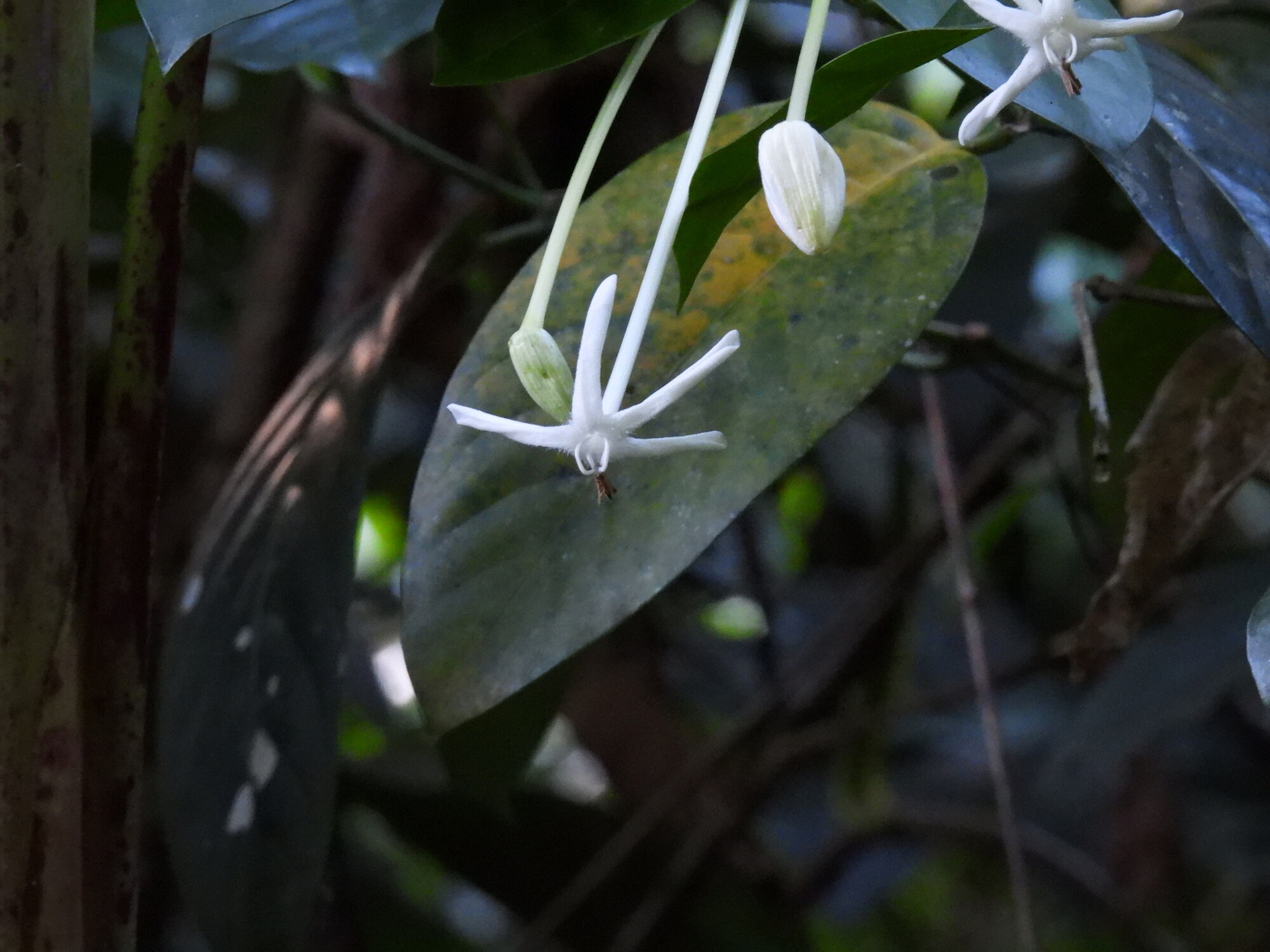 Posoqueria latifolia open flowers showing reflexed white petals against dark forest understory