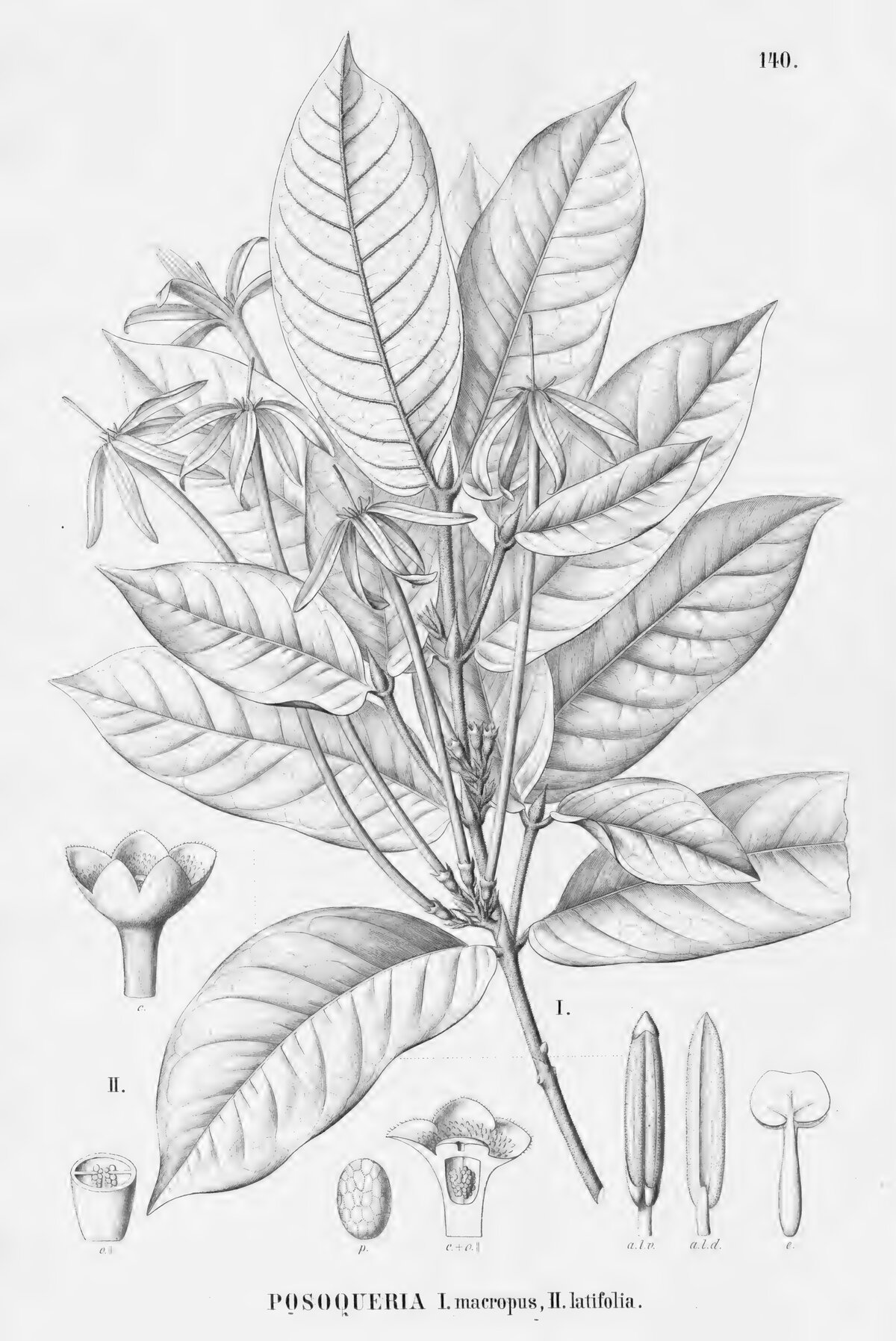 Botanical illustration of Posoqueria latifolia from Flora Brasiliensis showing flowering branch, flower details, and fruit