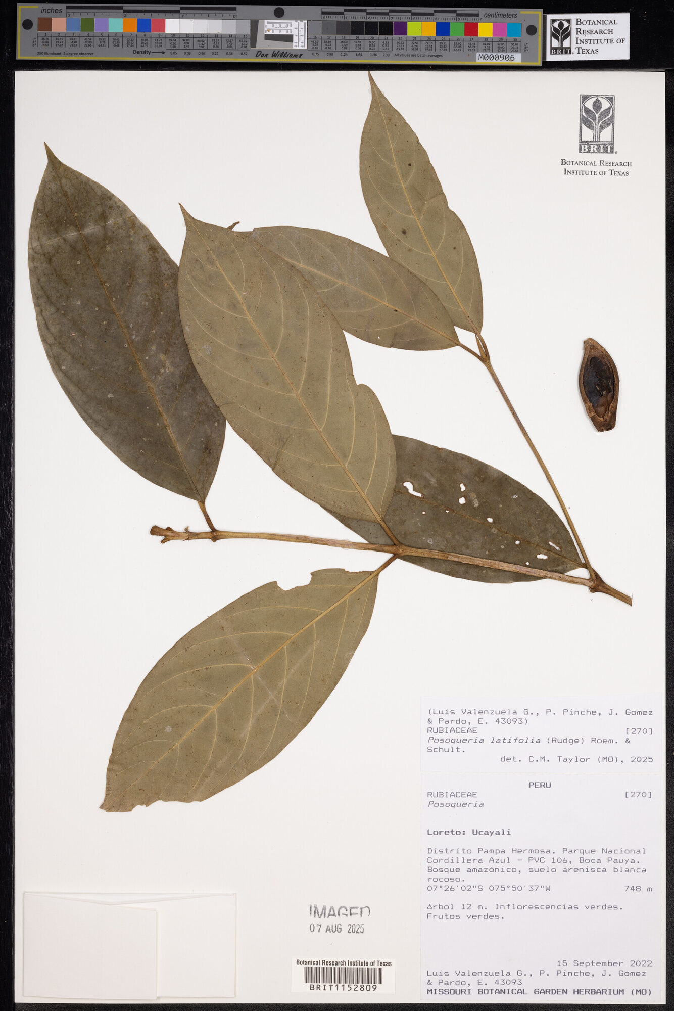 Herbarium specimen of Posoqueria latifolia showing pressed flowering branch with leaves and flower buds