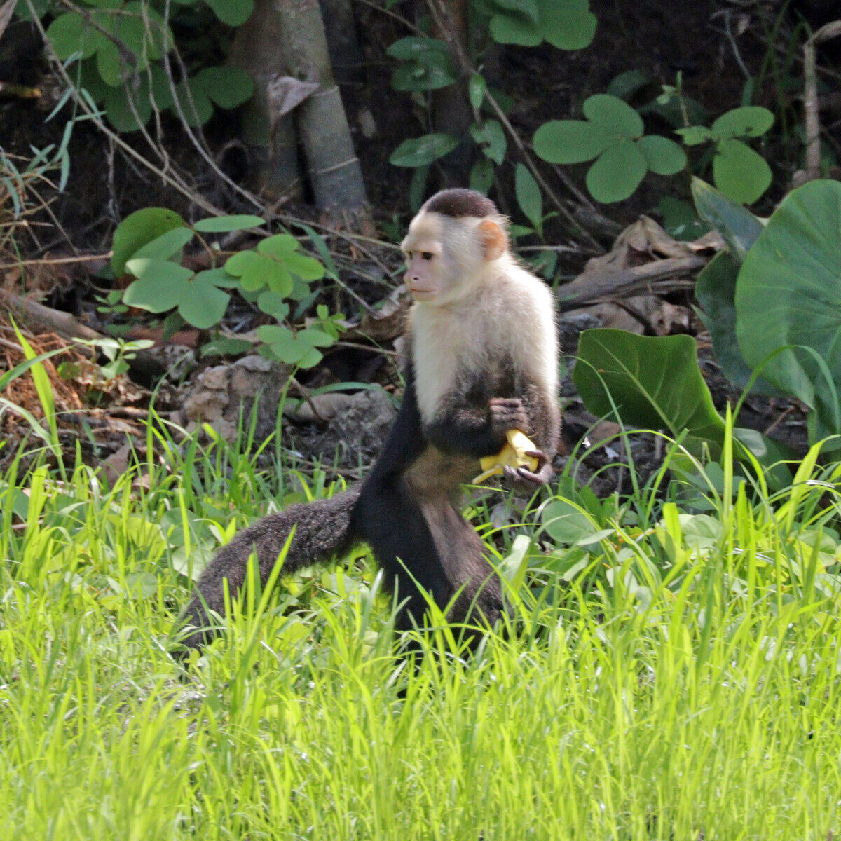 White-faced capuchin (Cebus imitator)