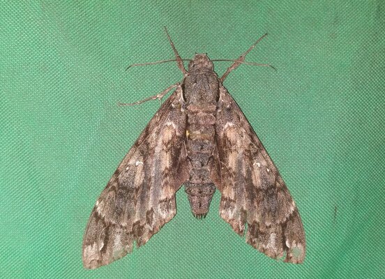 Giant sphinx moth (Cocytius antaeus)