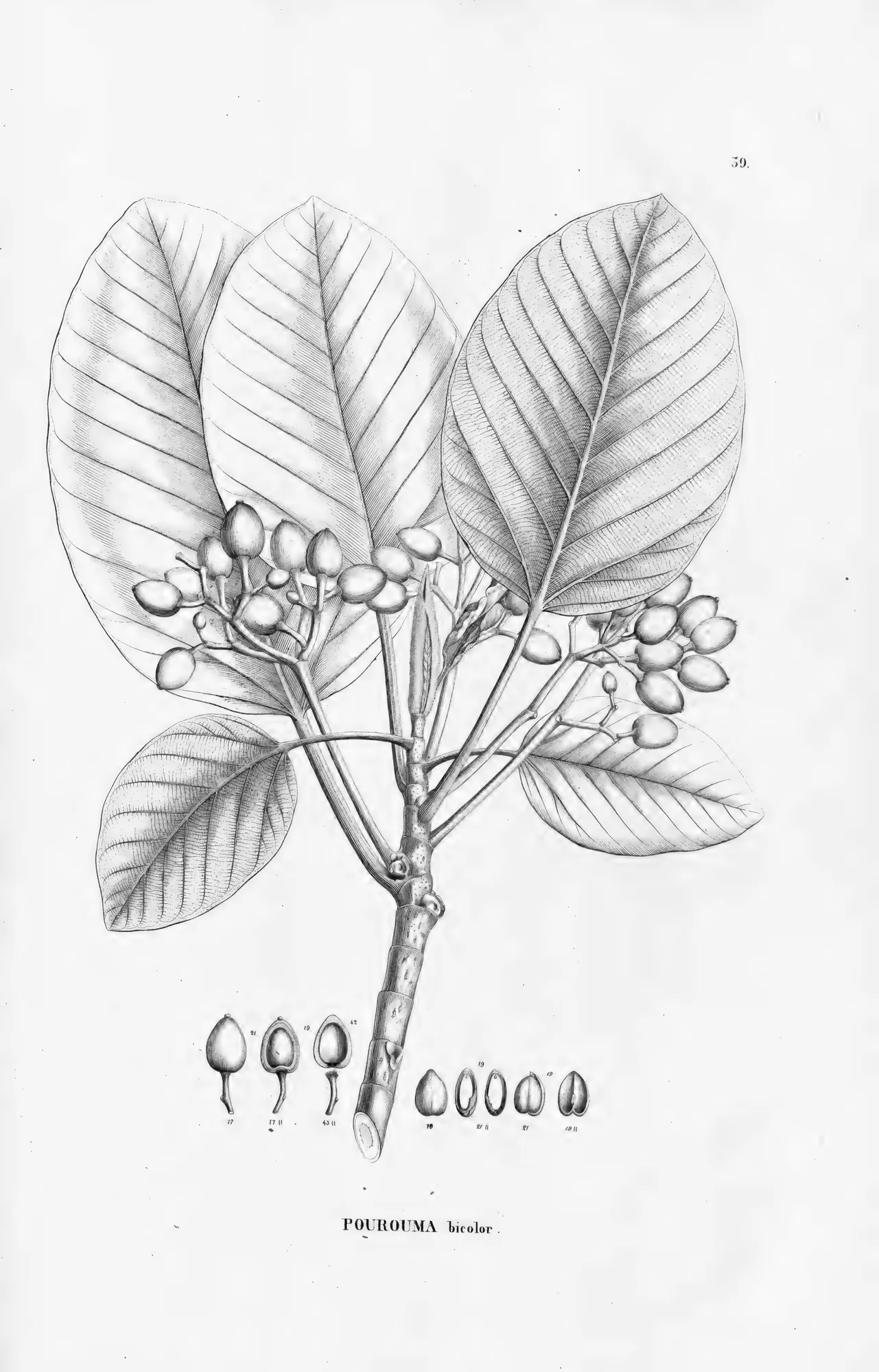 Botanical illustration of Pourouma bicolor from Flora Brasiliensis