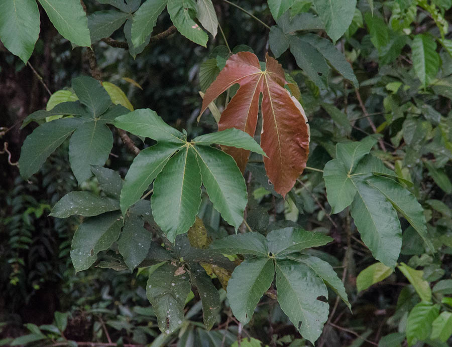 Pourouma bicolor foliage with 5-lobed leaves and reddish new growth
