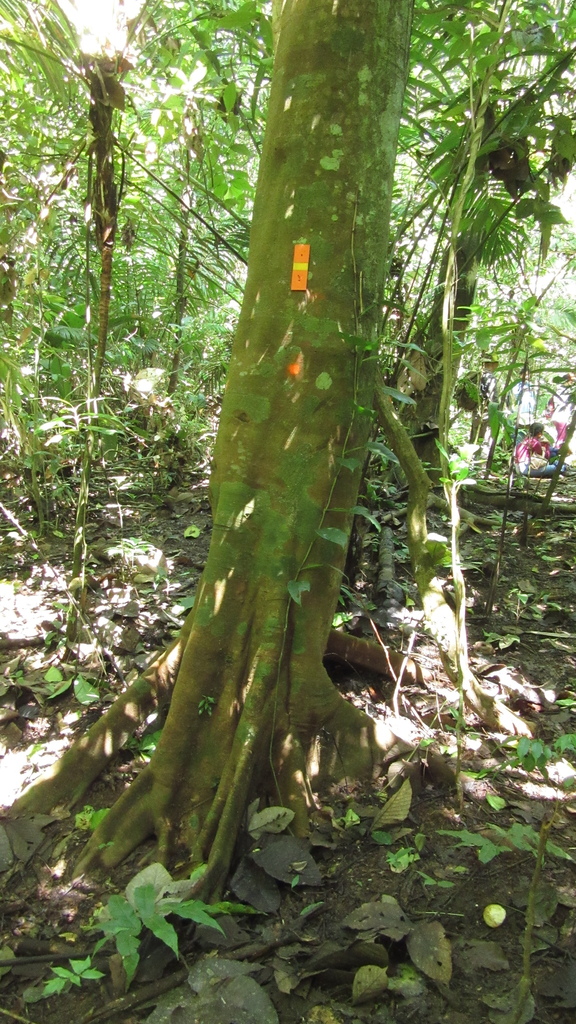 Pourouma bicolor trunk showing smooth greenish bark and buttress roots