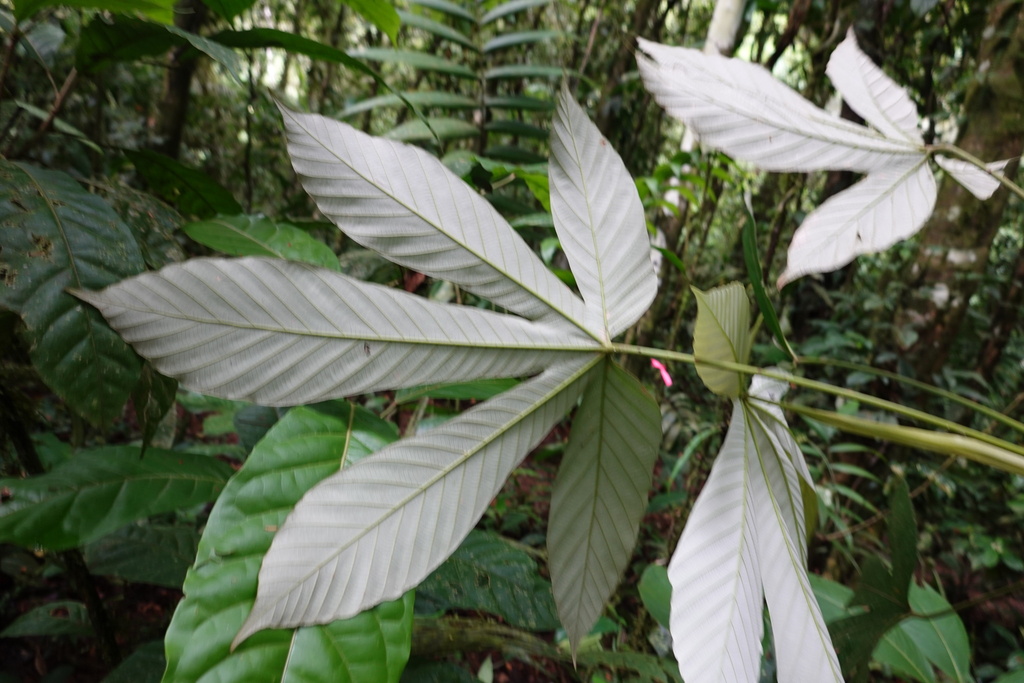 Pourouma bicolor leaf showing silvery-white underside