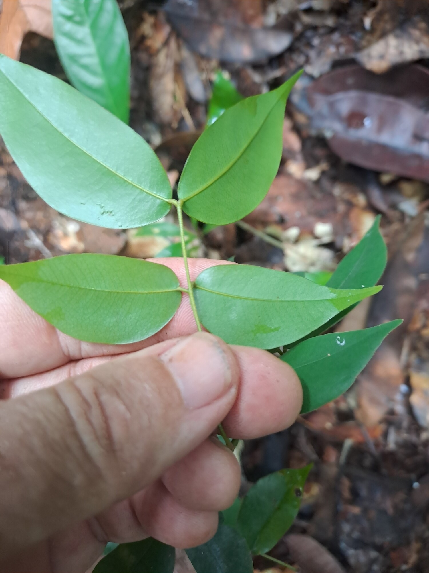 Prioria seedling leaf showing two pairs of leaflets