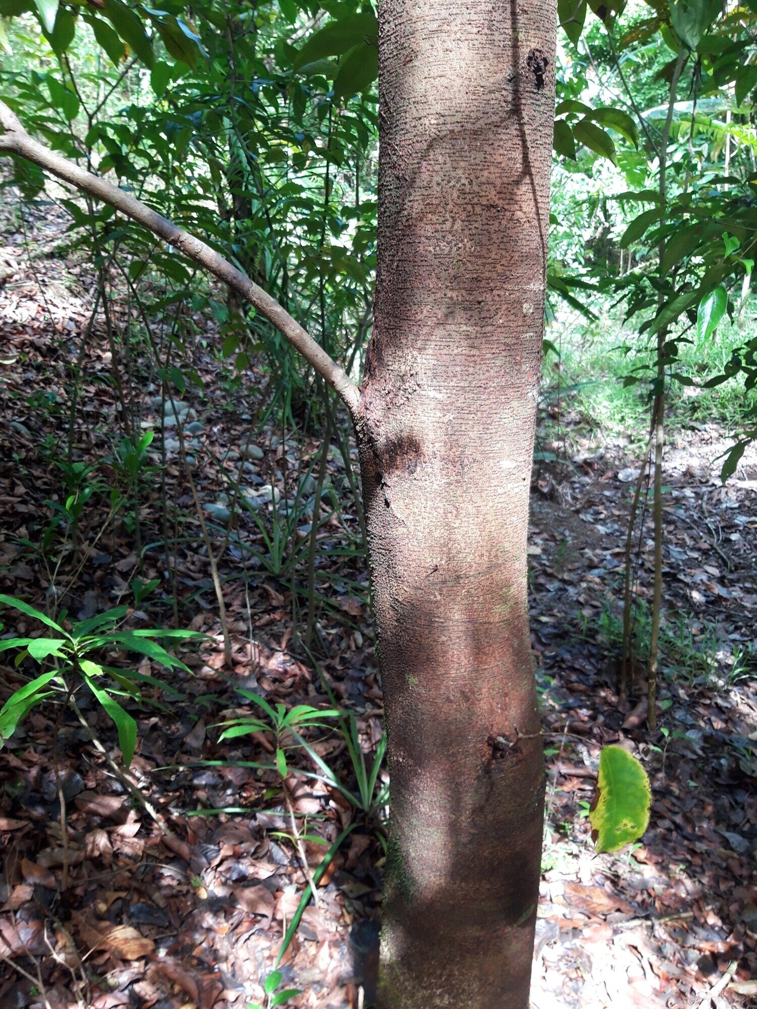 Prioria bark detail showing smooth grey bark on younger trunk