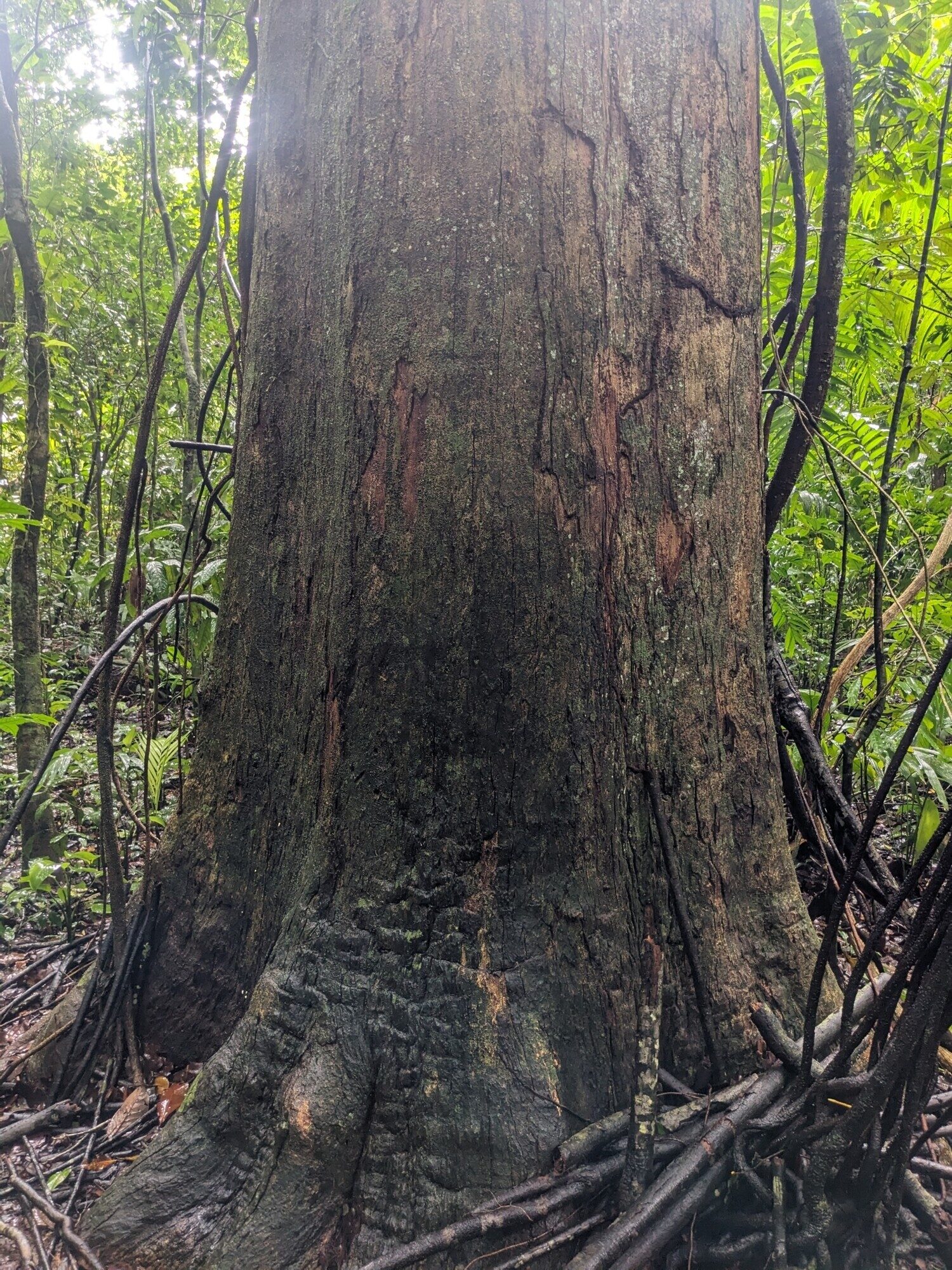Prioria trunk showing dark scaly bark
