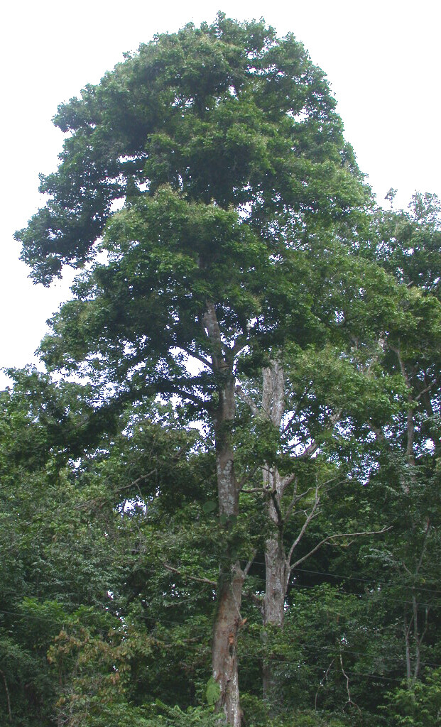 Prioria tree showing tall straight bole and dense crown