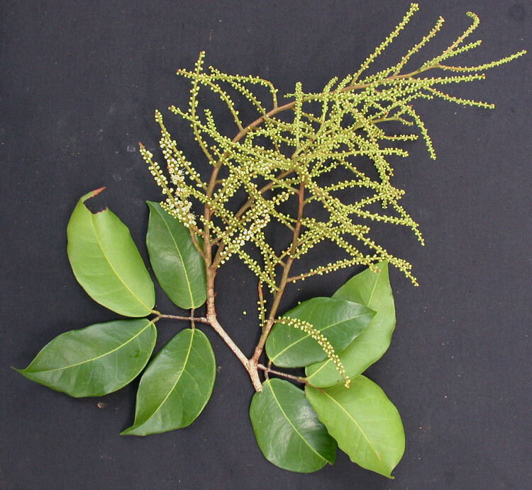 Prioria leaves and inflorescence showing paripinnate compound leaves