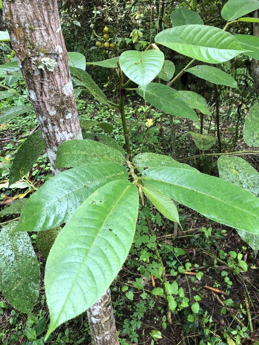 Castilla elastica leaves
