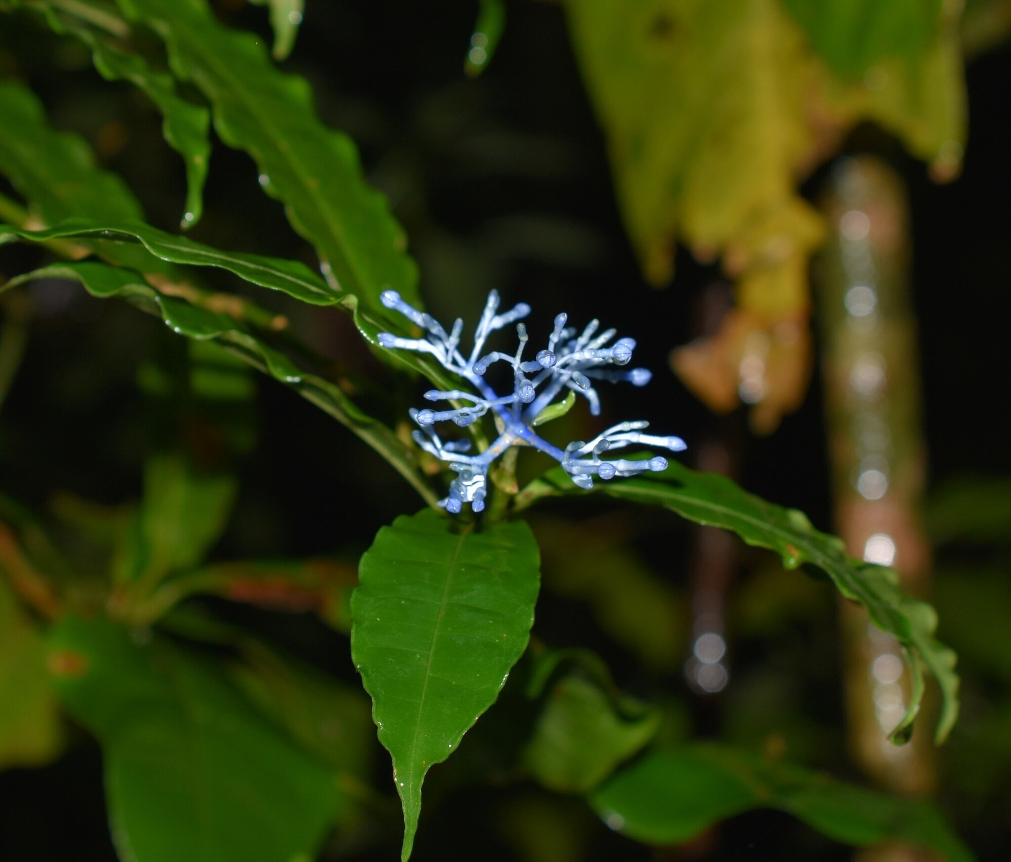 Faramea suerrensis blue inflorescence