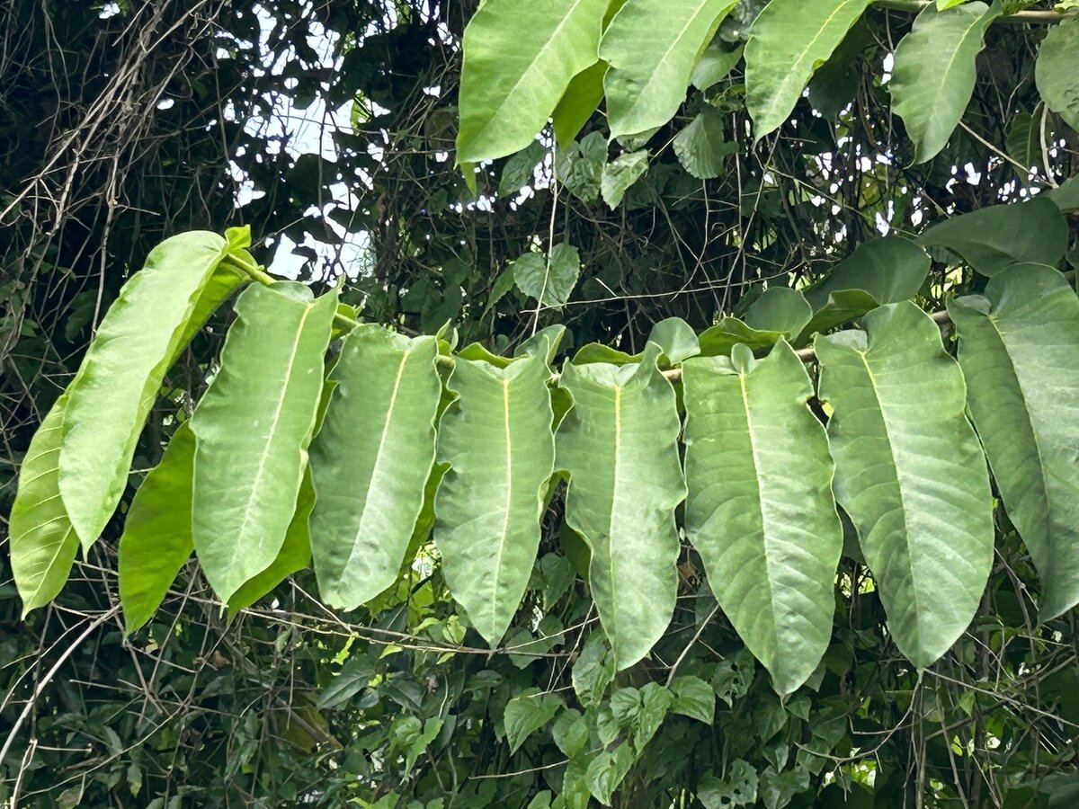 Castilla elastica branch with distichous leaves