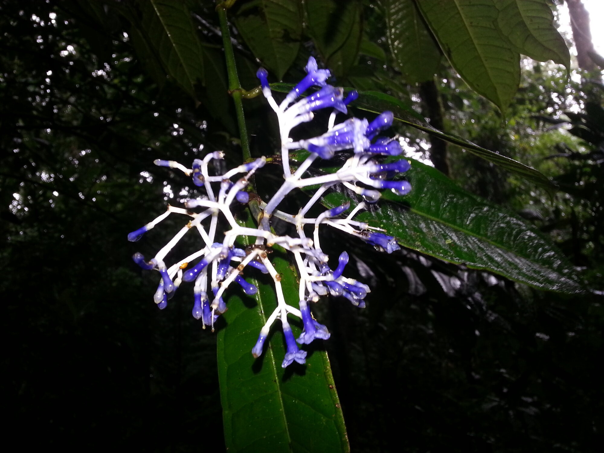Faramea glandulosa blue flowers