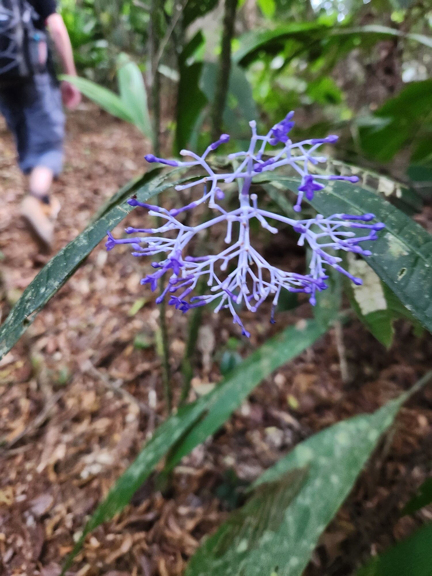 Faramea suerrensis flowers in habitat
