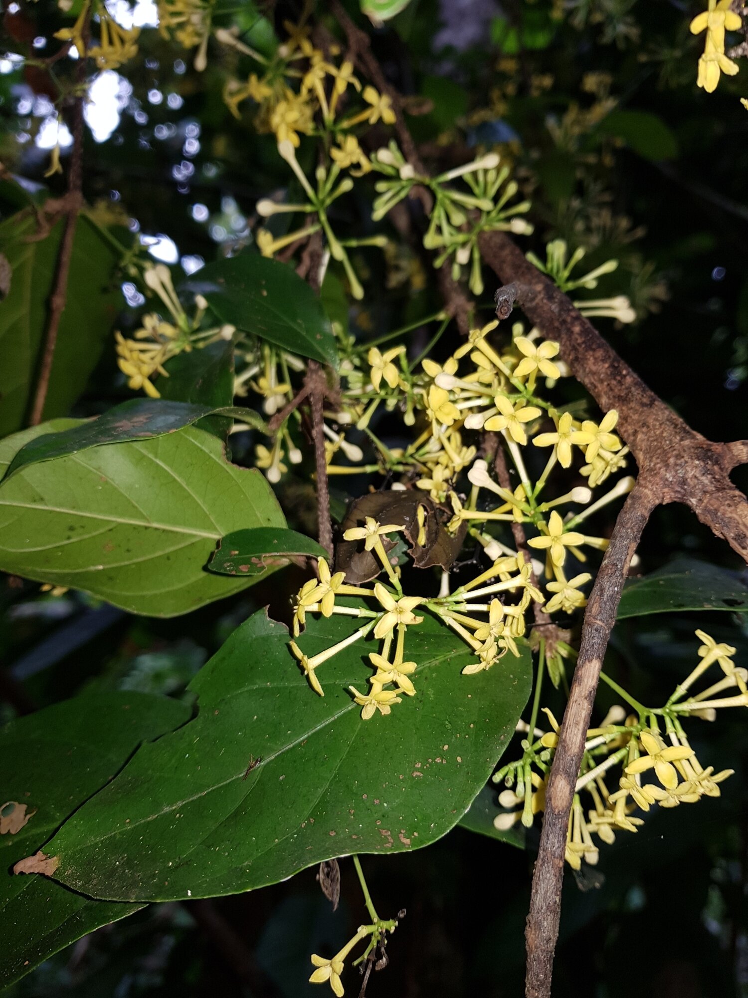 Chomelia microloba open flowers