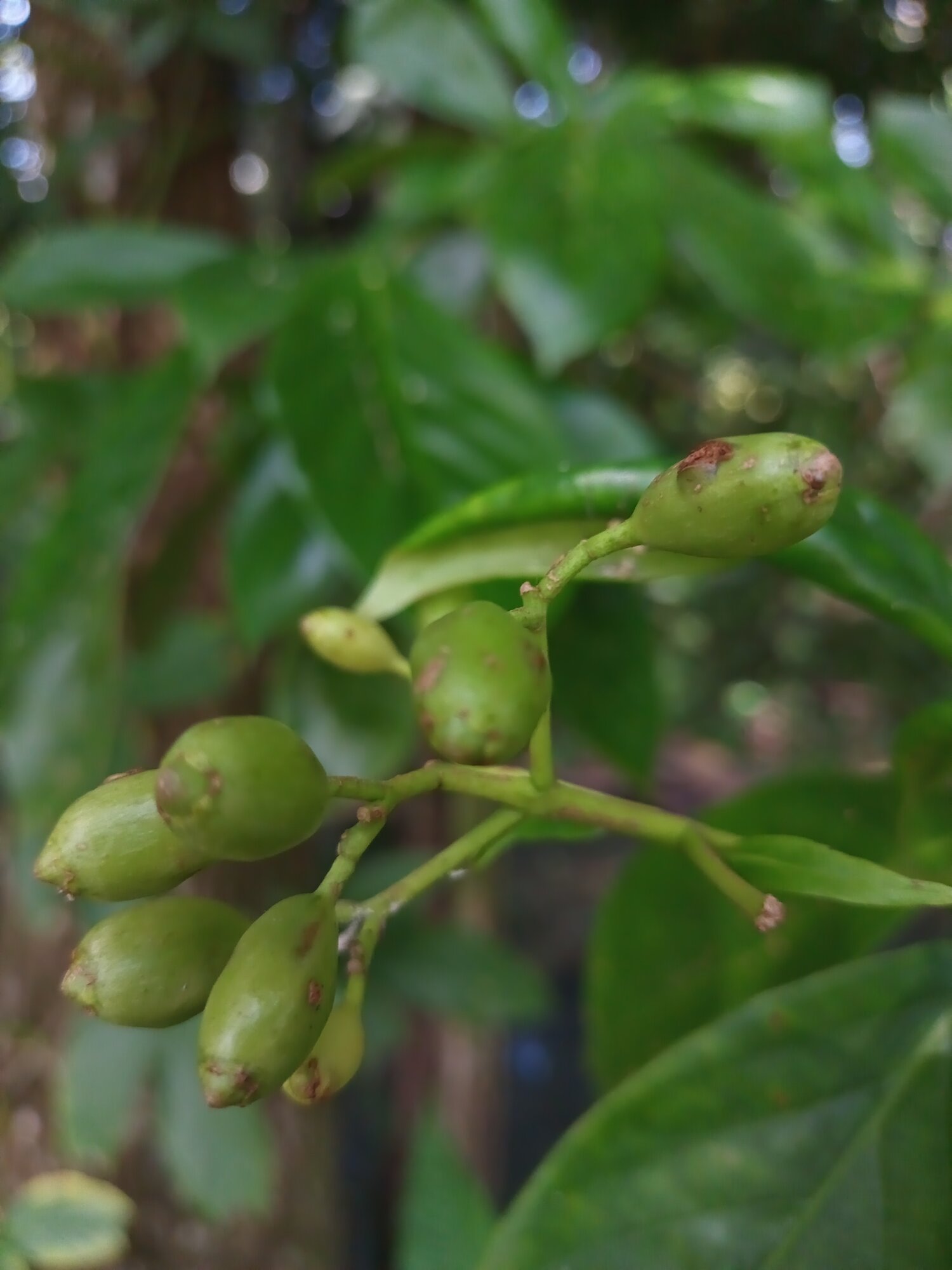 Chione venosa immature fruits