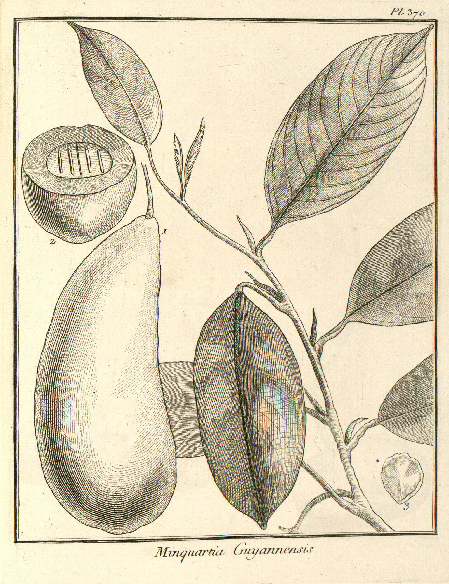 Aublet's original 1775 illustration