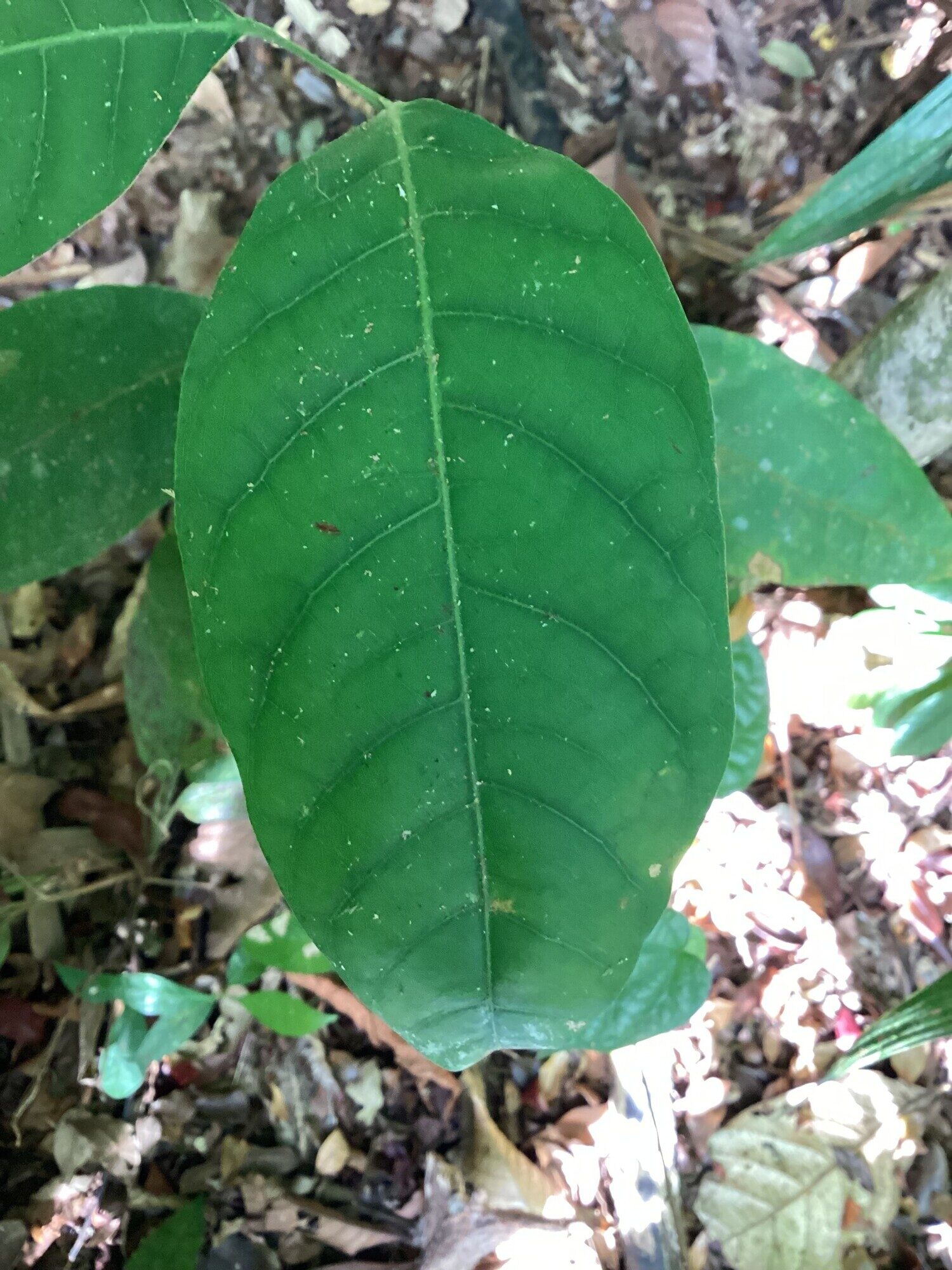 Close-up of a single large leaflet of Protium panamense showing venation