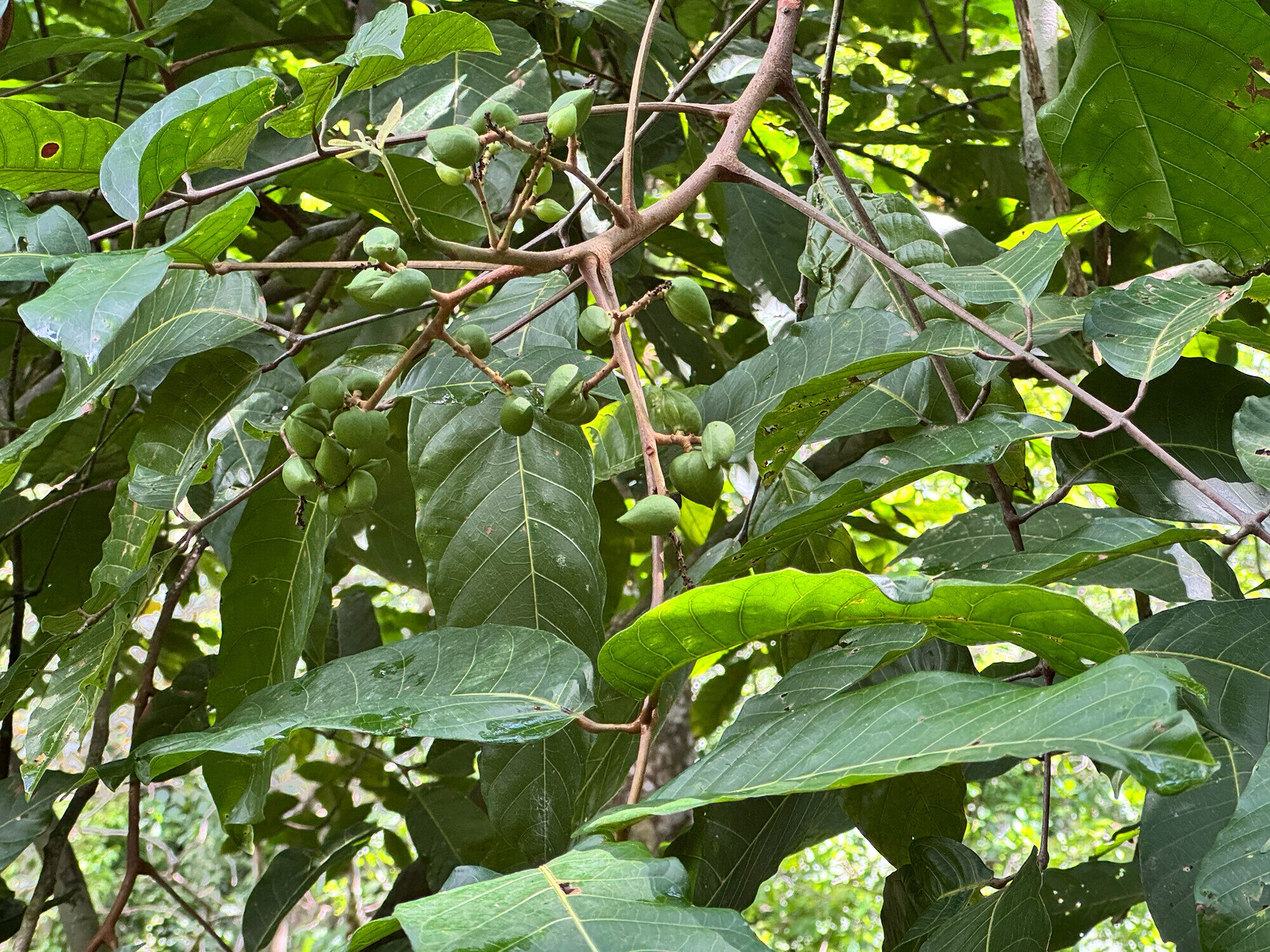 Green immature fruits of Protium panamense among compound leaves in Costa Rica