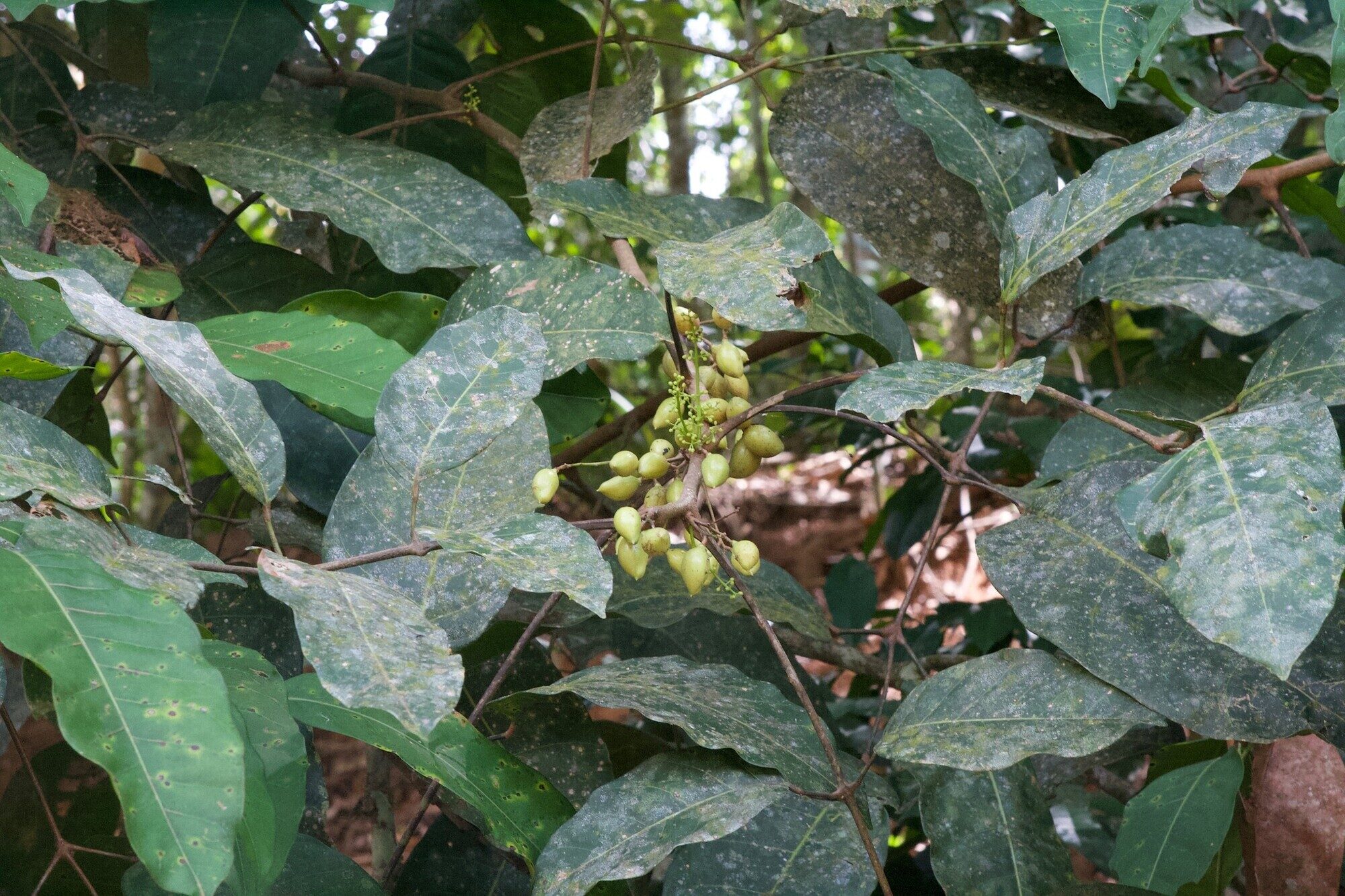 Branch of Protium panamense with flower buds and developing fruits