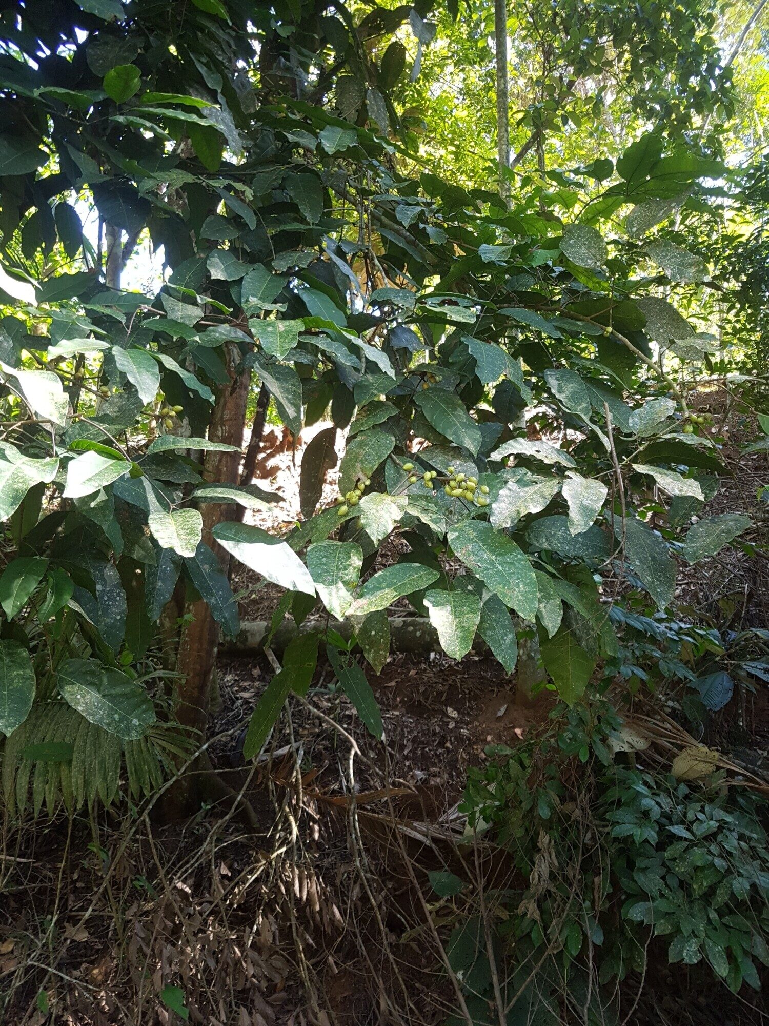 Young Protium panamense tree in forest understory showing overall growth form and large pinnate leaves