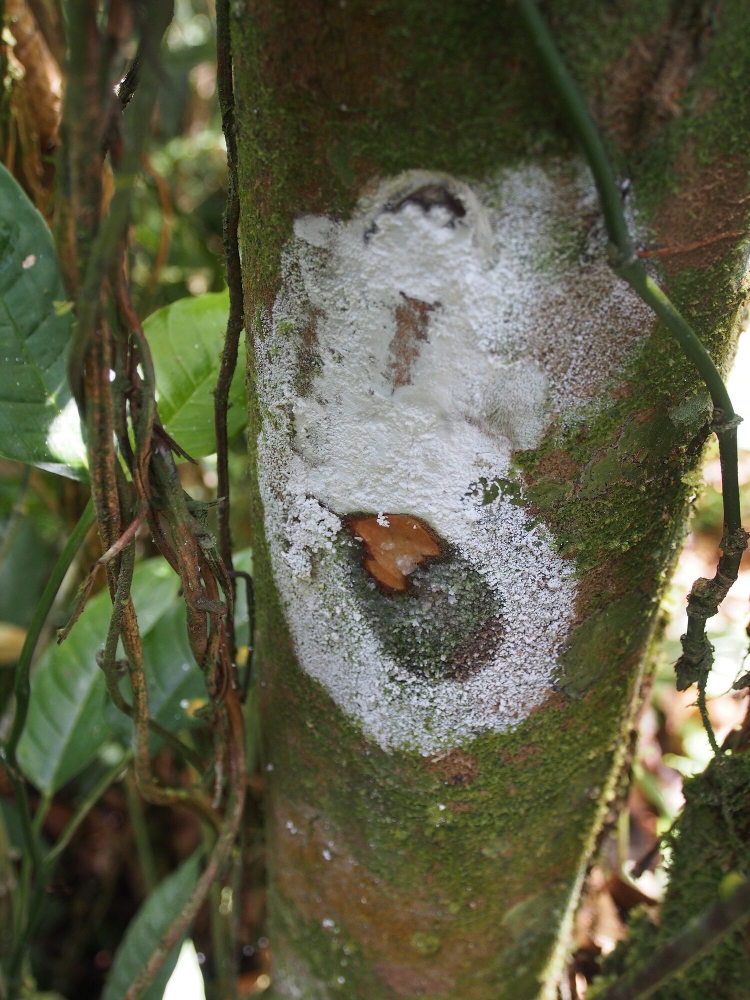 White resin exuding from the bark of Protium panamense where the trunk has been cut