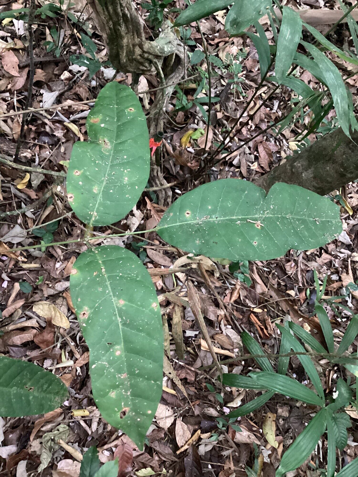 Large pinnate leaf of Protium panamense with three massive leaflets on the forest floor
