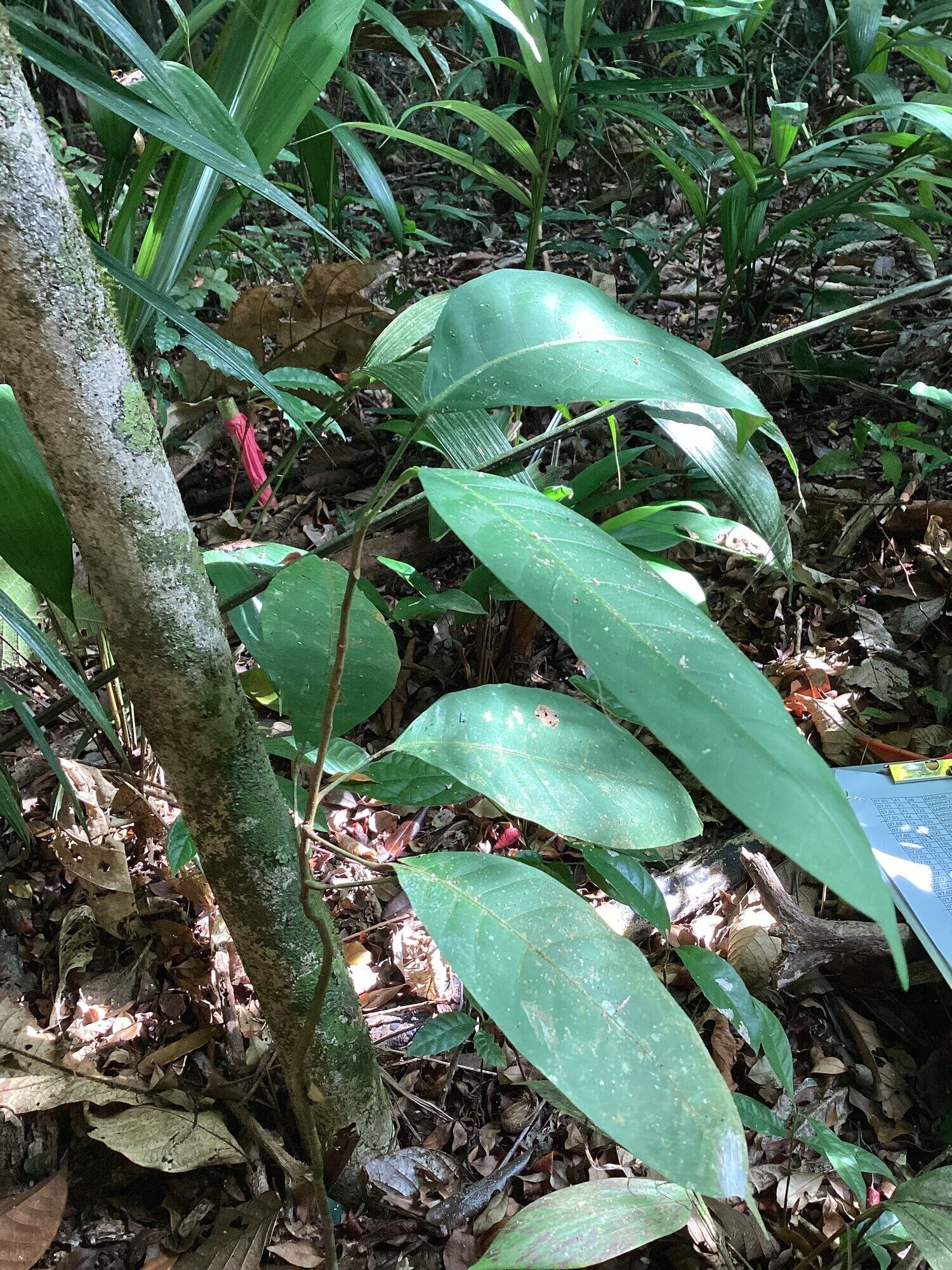 Protium panamense trunk showing smooth bark and lower branches