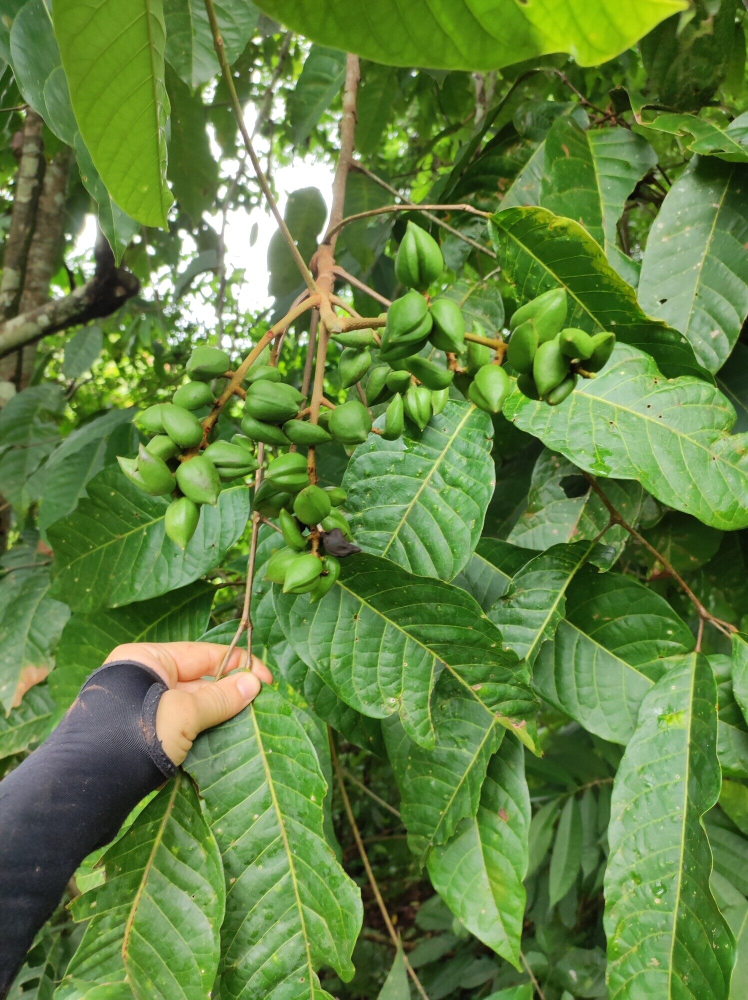 Protium panamense branch showing compound leaves and green fruits in Costa Rica