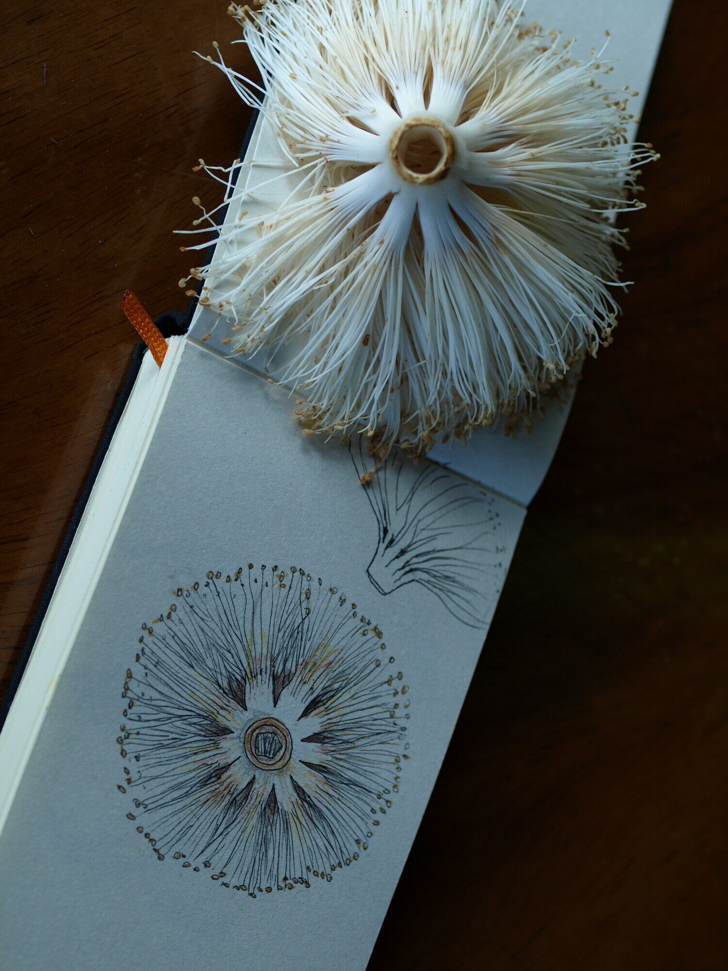 Fallen Barrigon flower with over 1,000 white stamens, next to a botanical sketch
