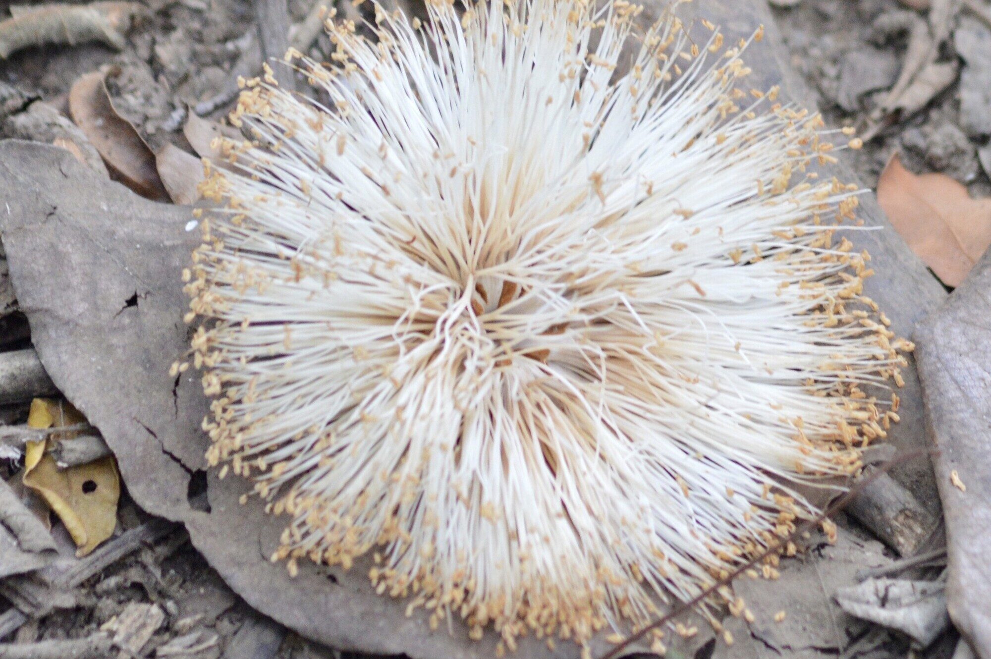 Fallen Barrigon flower showing over 1,000 white stamens