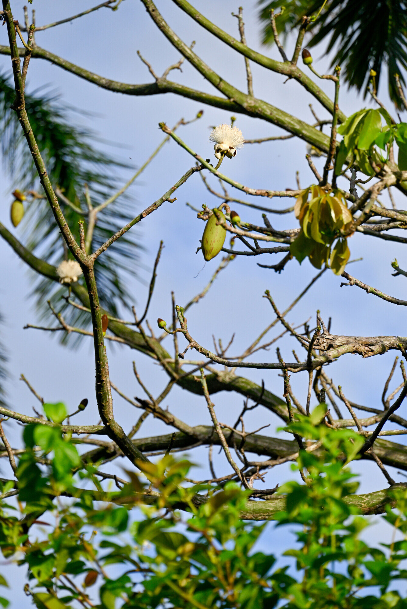 Barrigon branches with flowers and developing fruit capsules