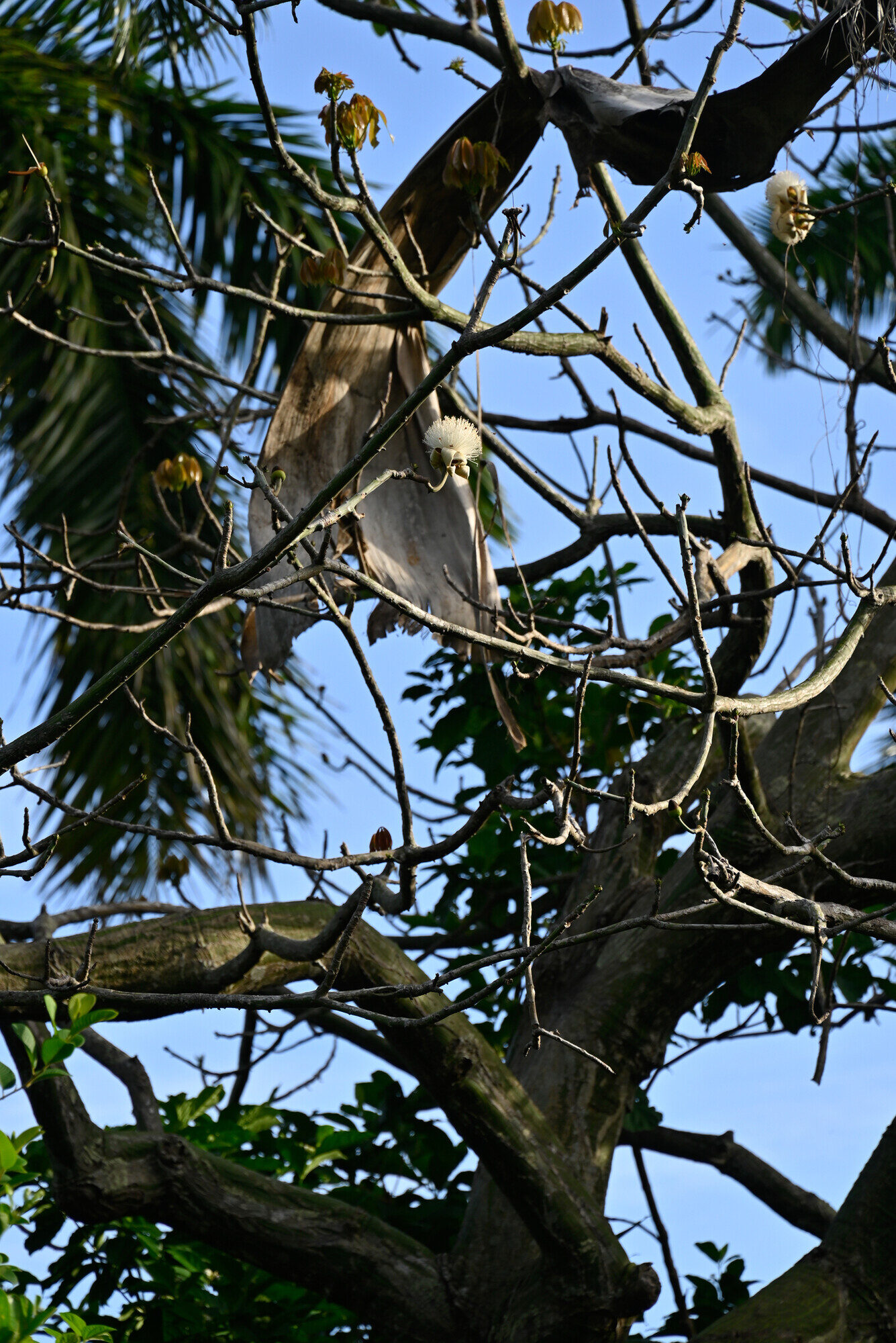 Barrigon flowers on leafless branches