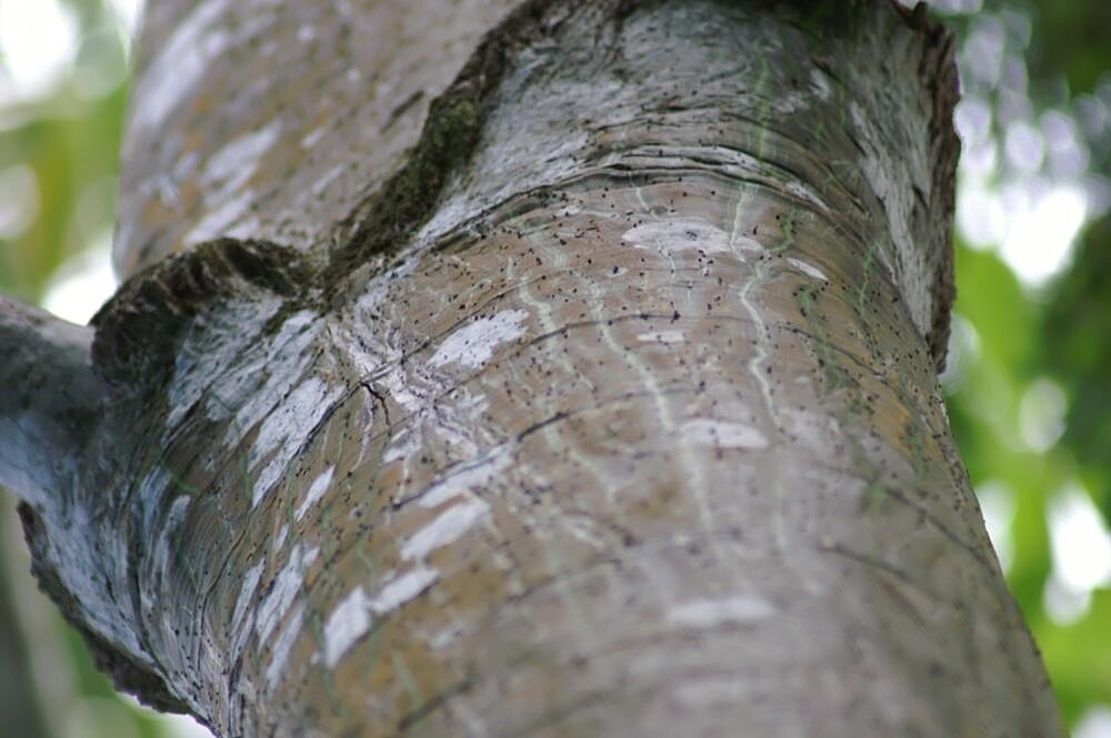 Close-up of Barrigon bark showing distinctive green and gray stripes