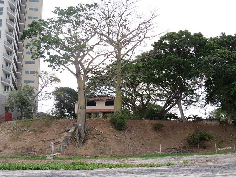 Full habit of Barrigon tree in dry season showing leafless crown