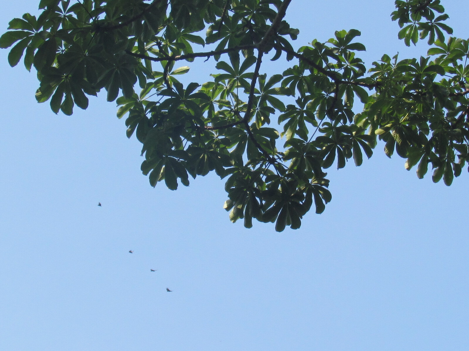 Palmate leaves of Barrigon showing seven leaflets