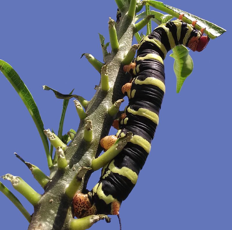 Pseudosphinx tetrio caterpillar