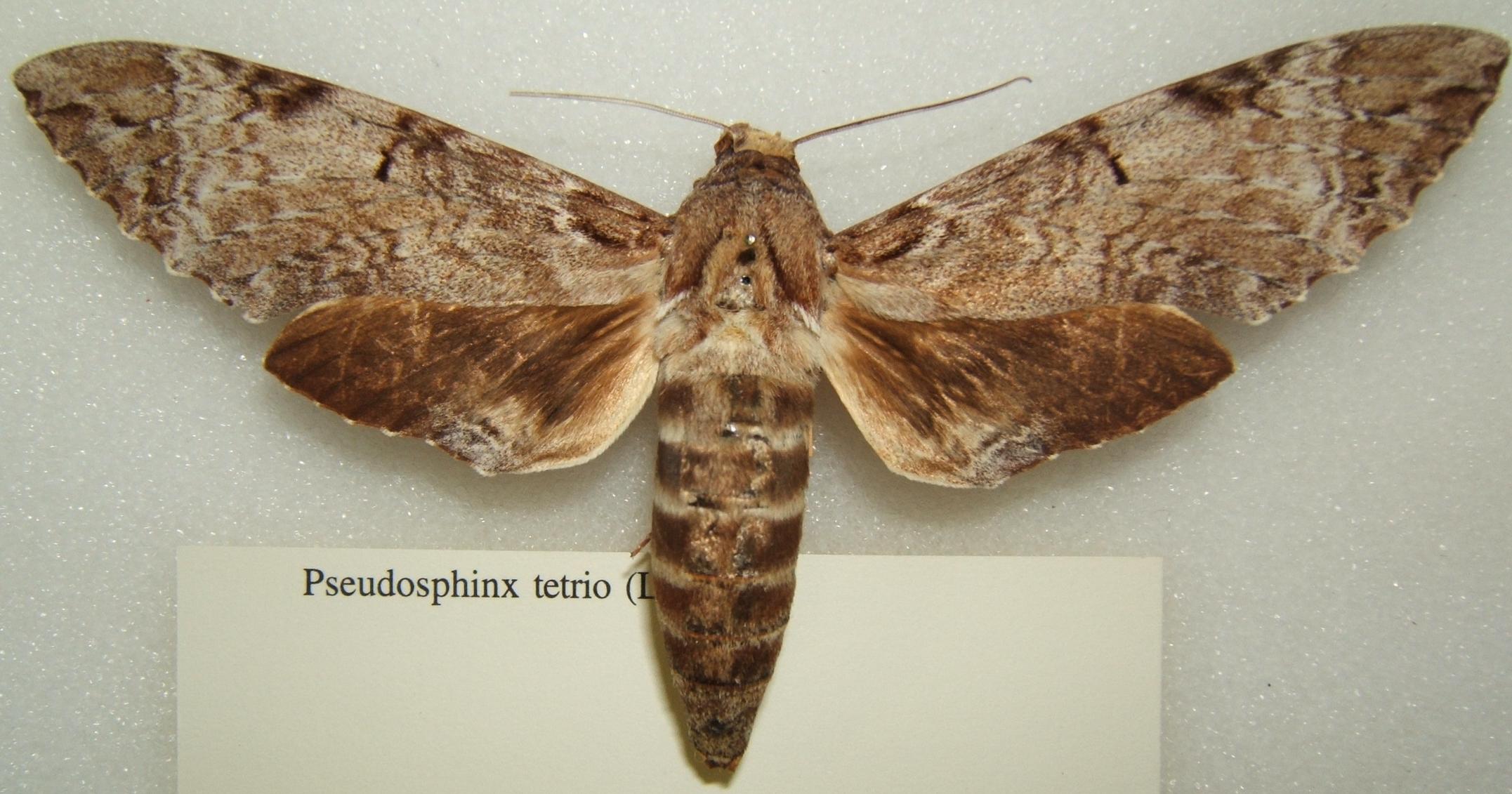 Pseudosphinx tetrio adult moth