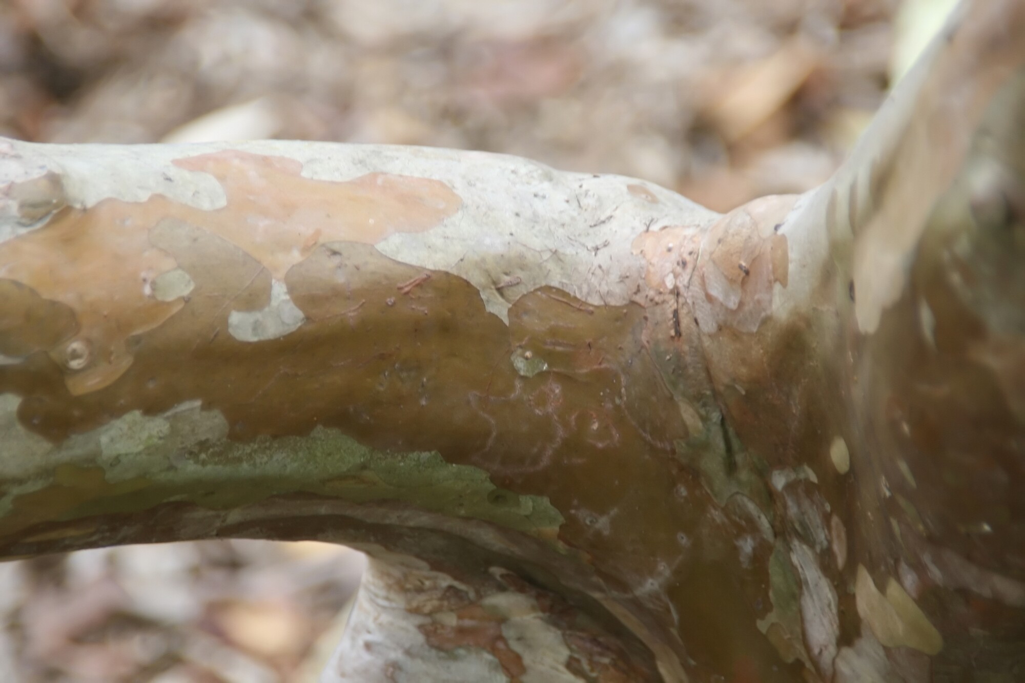 Guava bark showing smooth reddish-brown texture