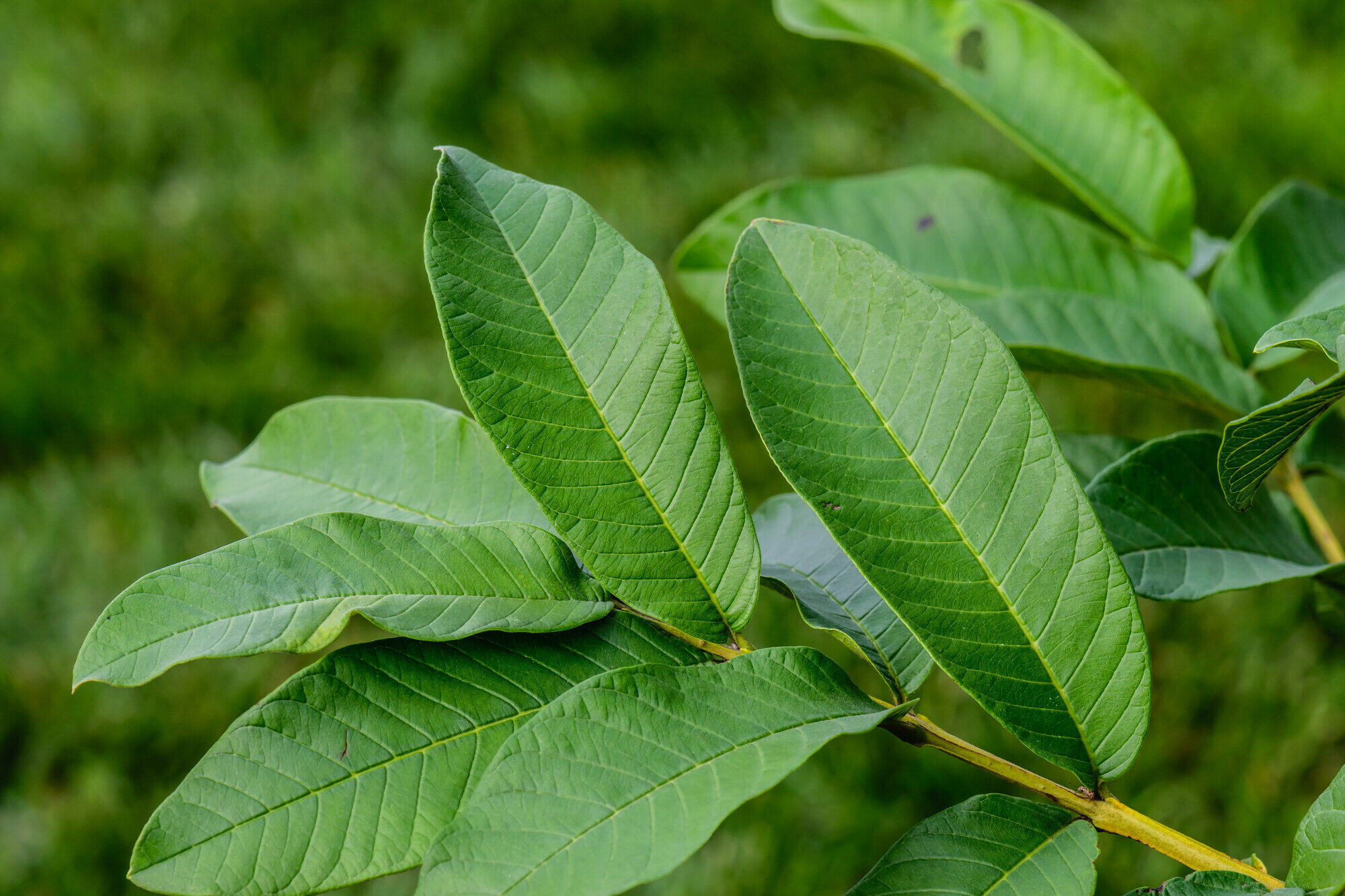 Guava leaves showing venation pattern
