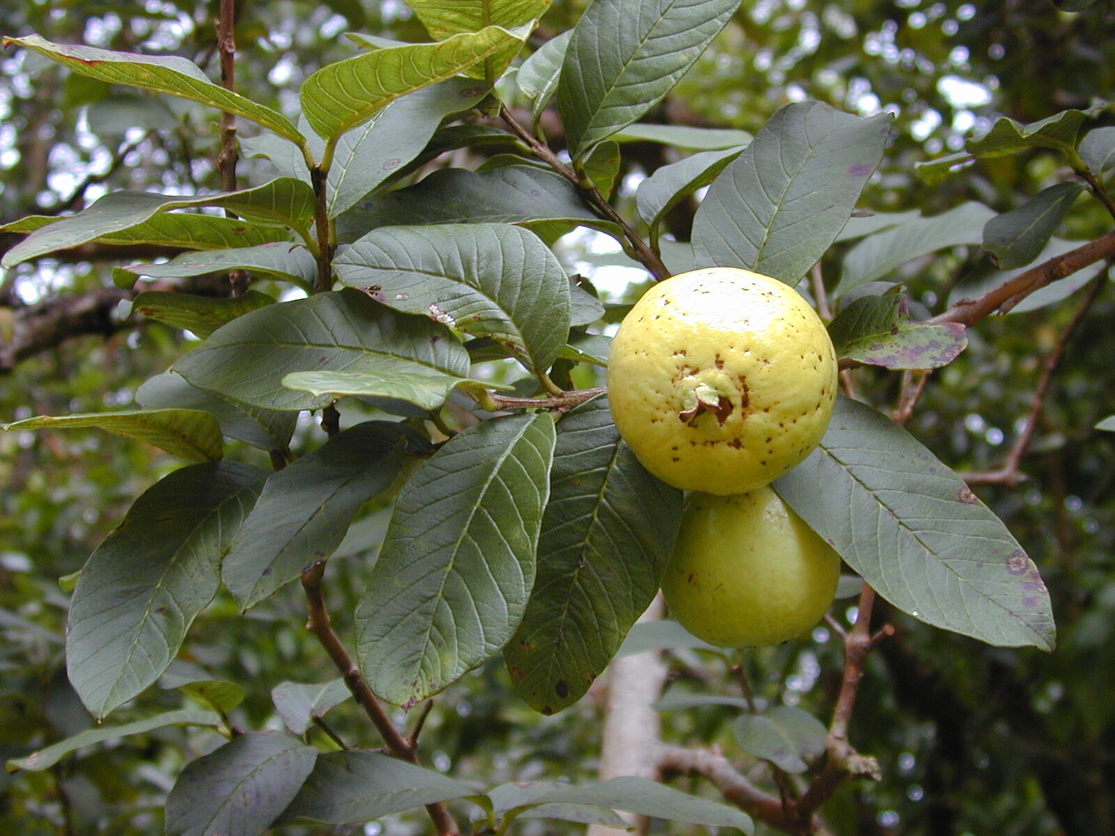 Guava tree with fruiting branch