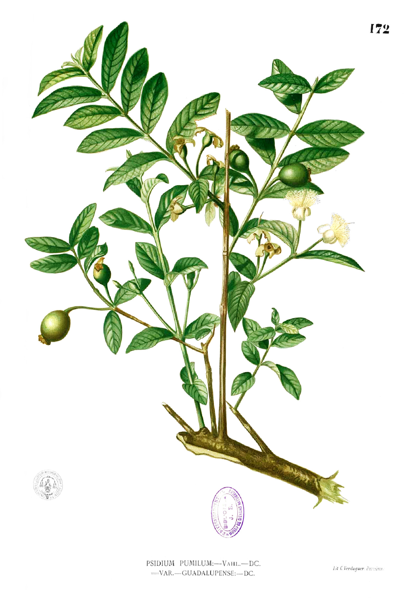 Historical botanical illustration of guava