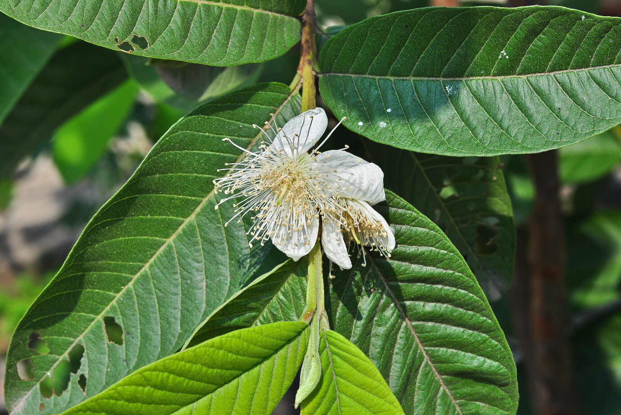 White guava flower with prominent stamens