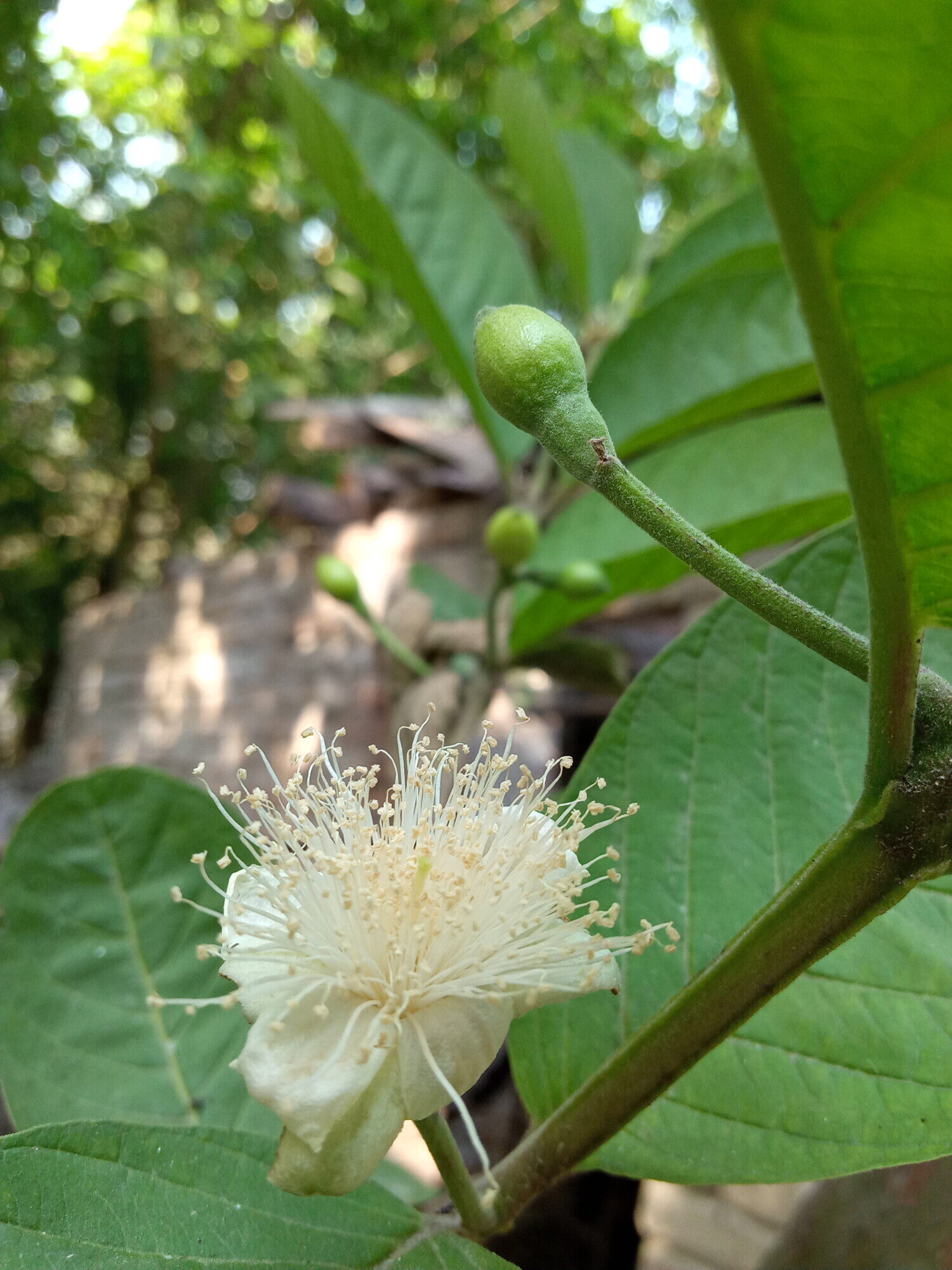 Guava flower and buds