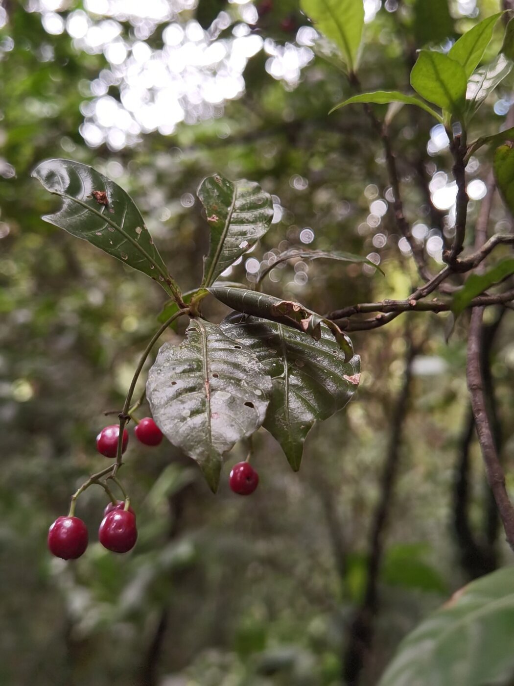 Ripe red drupes of Psychotria biaristata
