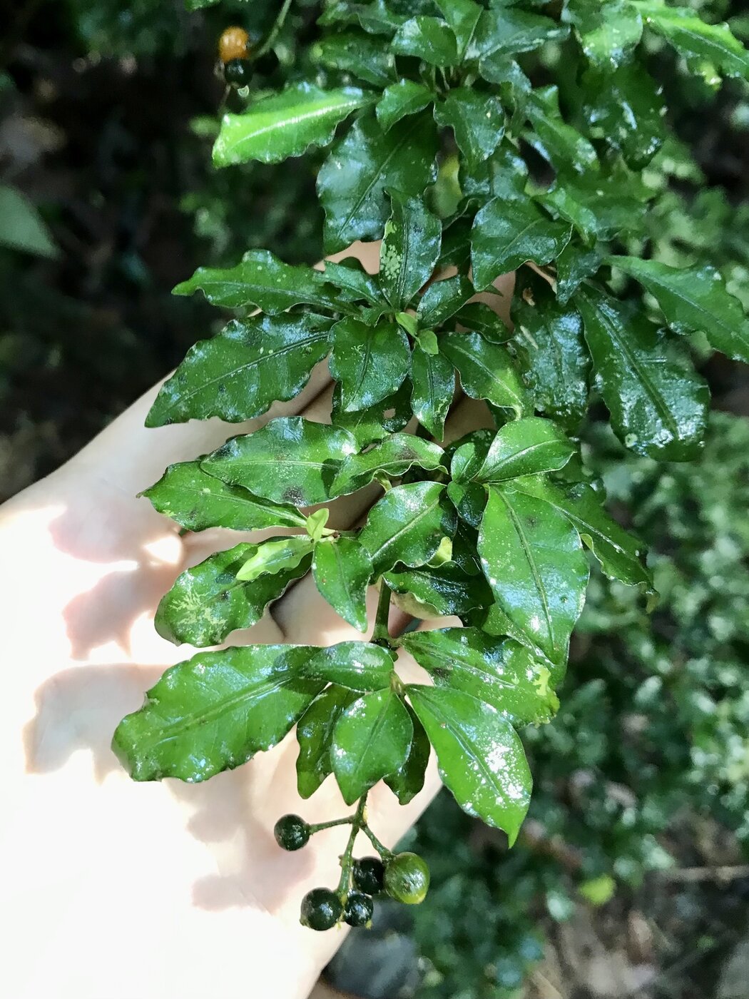 Tiered branching habit of Psychotria biaristata