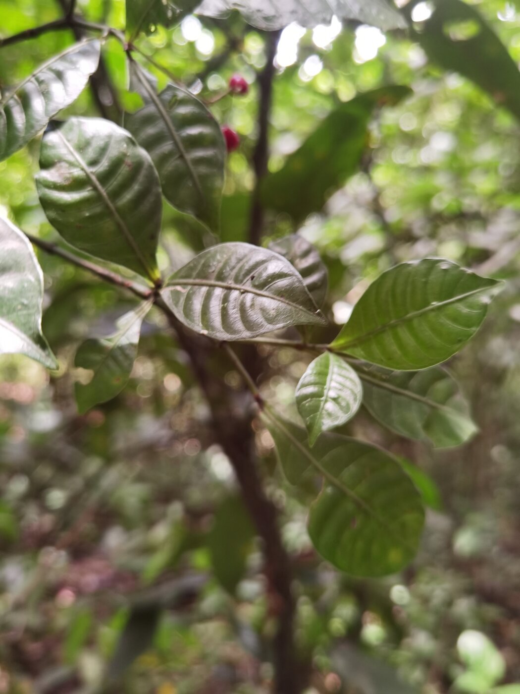 Opposite leaves of Psychotria biaristata